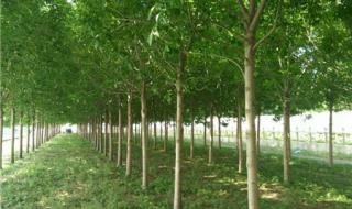 8公分白蜡多少钱