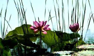 心是莲花开
