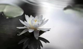 心是莲花开