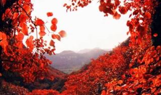 香山红叶图片