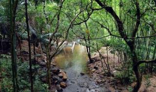 深圳仙湖植物园门票