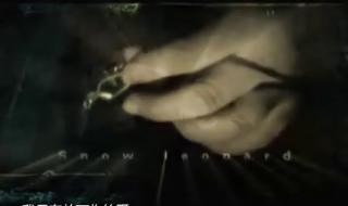 雪豹主题曲